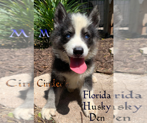 Siberian Husky Puppy for sale in NEW PORT RICHEY, FL, USA