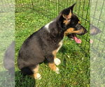 Small #5 German Shepherd Dog Mix