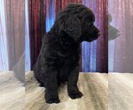 Small Photo #4 Labradoodle Puppy For Sale in Lake Elsinore, CA, USA