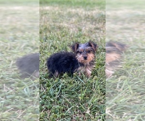 Yorkshire Terrier Puppy for sale in CANOGA, NY, USA