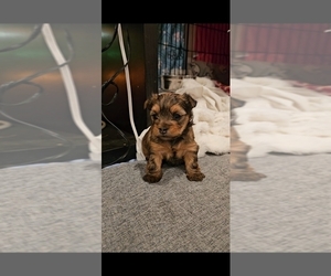 Yorkshire Terrier Puppy for sale in COLO SPGS, CO, USA
