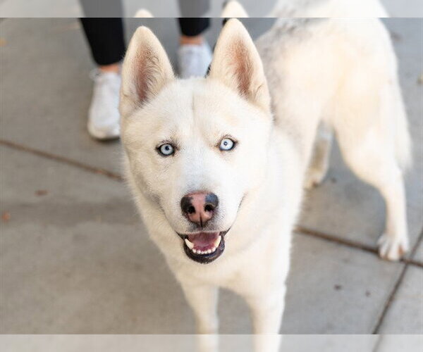 Medium Photo #3 Siberian Husky Puppy For Sale in Martinez, CA, USA