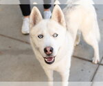 Small Photo #3 Siberian Husky Puppy For Sale in Martinez, CA, USA