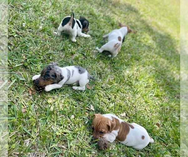 Medium Photo #28 Jack Russell Terrier Puppy For Sale in FORT PIERCE, FL, USA