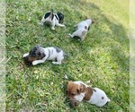 Small Photo #28 Jack Russell Terrier Puppy For Sale in FORT PIERCE, FL, USA