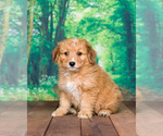 Small Photo #2 Aussiedoodle Miniature  Puppy For Sale in SHIPSHEWANA, IN, USA