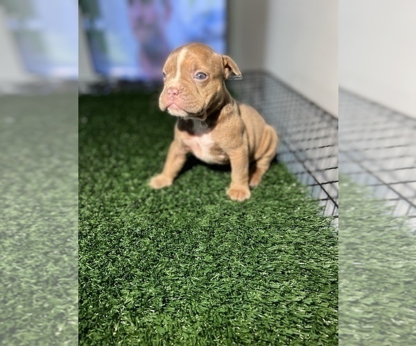 Medium Photo #1 American Bully Puppy For Sale in TEMPLE HILLS, MD, USA