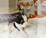 Puppy Rocky Bernedoodle