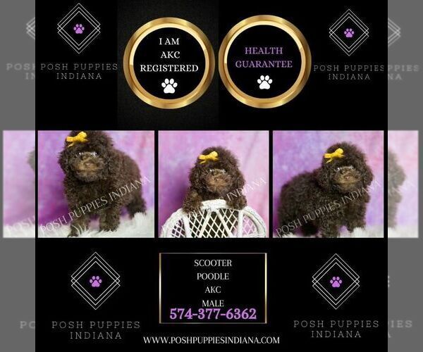 Medium Photo #7 Poodle (Miniature) Puppy For Sale in WARSAW, IN, USA
