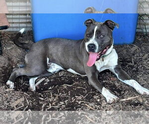 Maverick: At shelter - Male Mutt Dog for Adoption - Photo #2