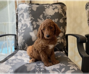Poodle (Standard) Puppy for Sale in LAKE PANASOFFKEE, Florida USA