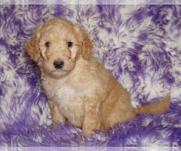 Medium Photo #3 Labradoodle Puppy For Sale in LA HABRA, CA, USA