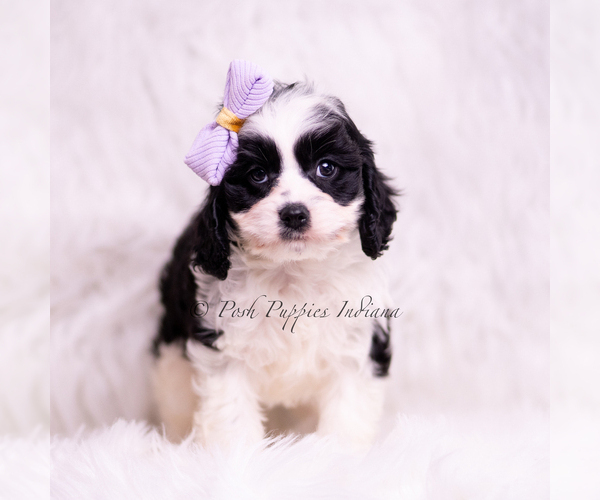 Medium Photo #3 Cavapoo (Miniature) Puppy For Sale in WARSAW, IN, USA