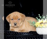 Small Photo #1 Labrador Retriever Puppy For Sale in GAP, PA, USA