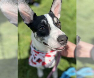 Border Collie-Unknown Mix Dogs for adoption in Minneapolis, MN, USA