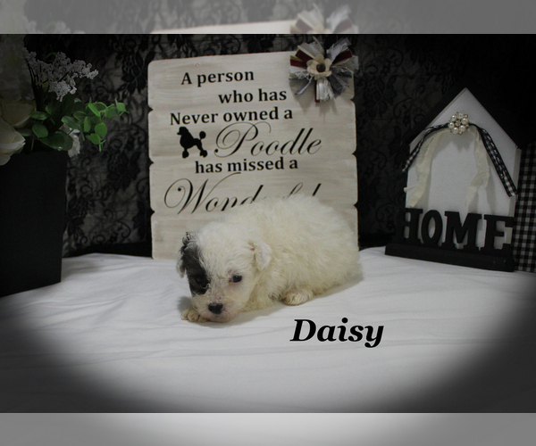 Medium Photo #17 Poodle (Toy) Puppy For Sale in CHANUTE, KS, USA