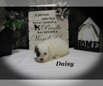Small #16 Poodle (Toy)