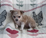 Small Photo #3 Chihuahua Puppy For Sale in SHILOH, OH, USA