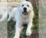 Small #1 Great Pyrenees