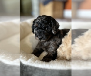 Goldendoodle (Miniature) Puppy for sale in BRADENTON, FL, USA