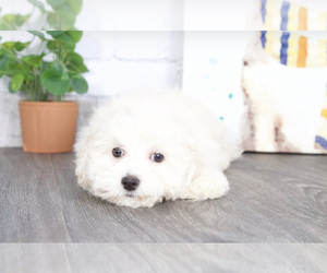 Maltipoo Puppy for sale in RED LION, PA, USA