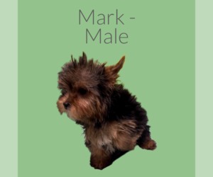 Yorkshire Terrier Puppy for sale in AZLE, TX, USA