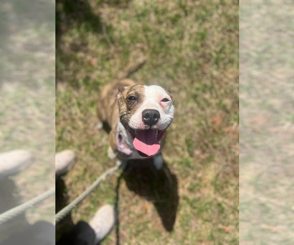 Medium Photo #1 Mutt Puppy For Sale in Rustburg, VA, USA