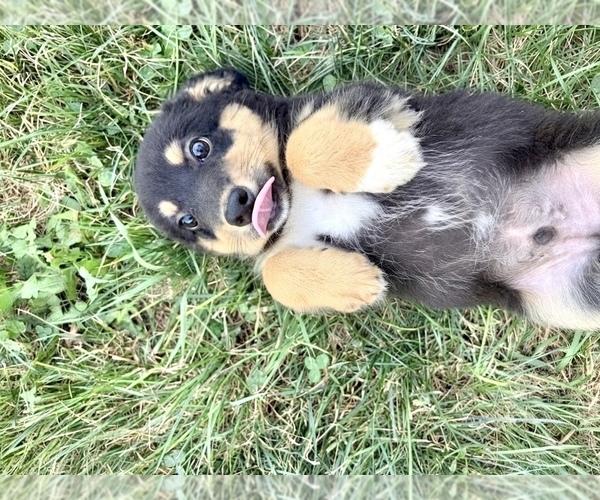 Medium Photo #4 Rat-Cha Puppy For Sale in INDIANAPOLIS, IN, USA