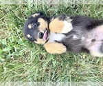 Alex - Male Rat-Cha Puppy for Sale - Photo #4