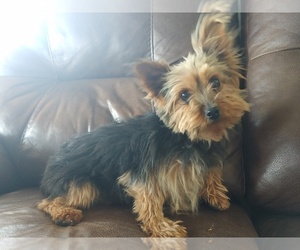 Yorkshire Terrier Puppy for sale in CANON CITY, CO, USA