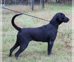 Small #2 Great Dane Mix