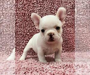 French Bulldog Puppy for sale in JOHNS ISLAND, SC, USA