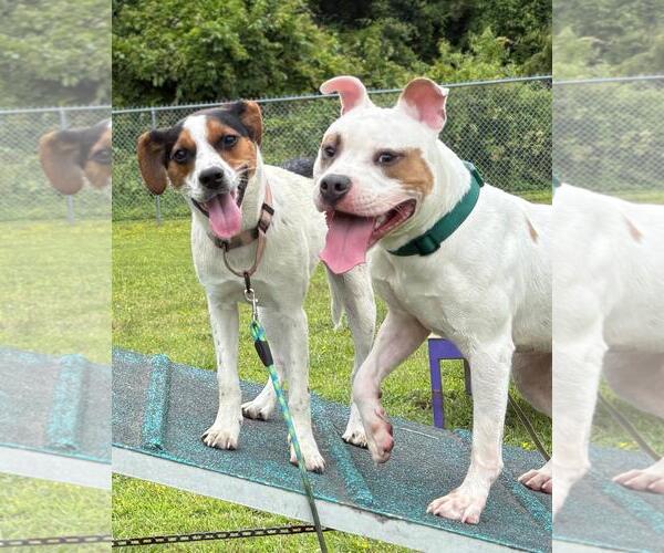 Medium Photo #4 American Pit Bull Terrier Puppy For Sale in Virginia Beach, VA, USA