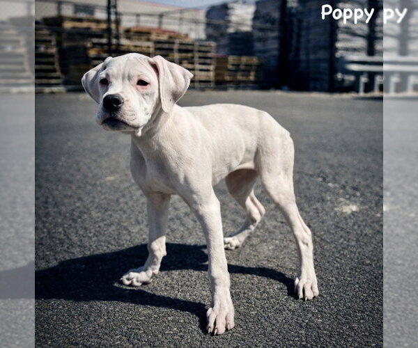 Medium Photo #3 Boxer-Unknown Mix Puppy For Sale in Dumont, NJ, USA