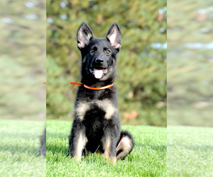 German Shepherd Dog Puppy for Sale in GREENACRES, Washington USA