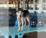 Small #1 Siberian Husky