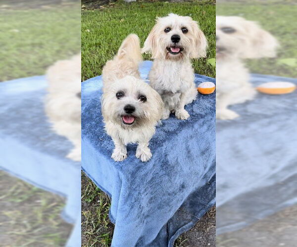 Medium Photo #13 Shih Tzu Puppy For Sale in Weston, FL, USA