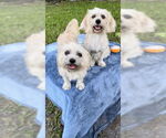 Small #12 Shih Tzu