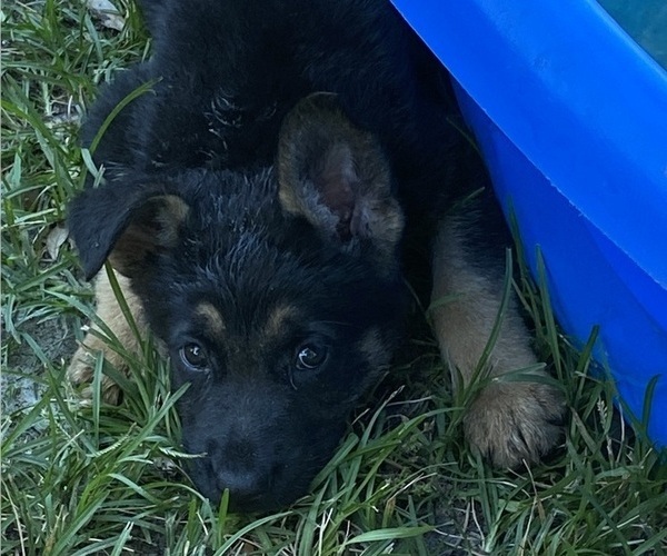 Medium Photo #1 German Shepherd Dog Puppy For Sale in TALLAHASSEE, FL, USA