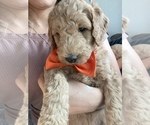 Small Photo #2 Goldendoodle Puppy For Sale in FOLSOM, CA, USA