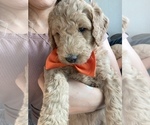 Small #1 Goldendoodle