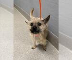 Small Mutt