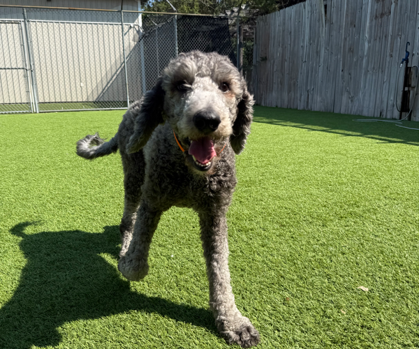 Medium Photo #1 Poodle (Standard) Puppy For Sale in Pacolet, SC, USA