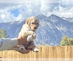 Small Photo #11 Poodle (Standard) Puppy For Sale in GARDNERVILLE, NV, USA