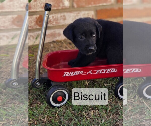 Medium Photo #2 Labrador Retriever-Unknown Mix Puppy For Sale in San Diego, CA, USA