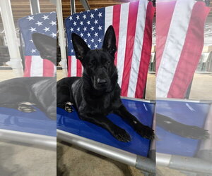 German Shepherd Dog Dogs for adoption in Centreville, VA, USA