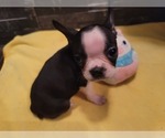Small Photo #2 Boston Terrier Puppy For Sale in SUGAR LAND, TX, USA