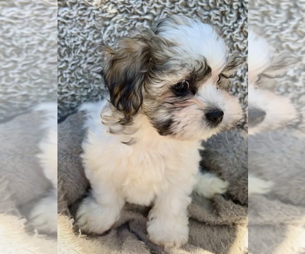 Medium Photo #5 Zuchon Puppy For Sale in RENO, NV, USA