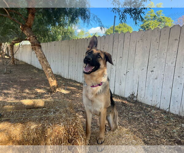 Medium Photo #1 German Shepherd Dog Puppy For Sale in San Diego, CA, USA