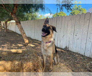German Shepherd Dog Dogs for adoption in San Diego, CA, USA
